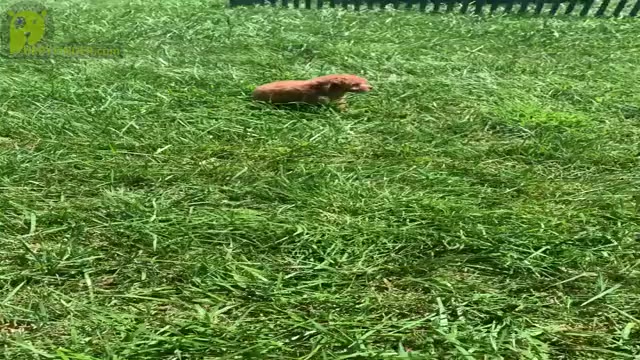 Video preview image #10 Poodle (Miniature) Puppy For Sale in WARSAW, IN, USA