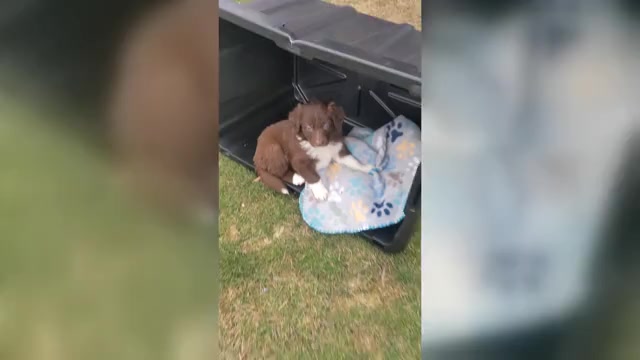 Video preview image #4 Border Collie Puppy For Sale in HARRISON, ID, USA