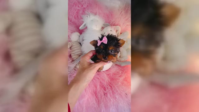 Video preview image #2 Yorkshire Terrier Puppy For Sale in MELROSE VISTA, FL, USA