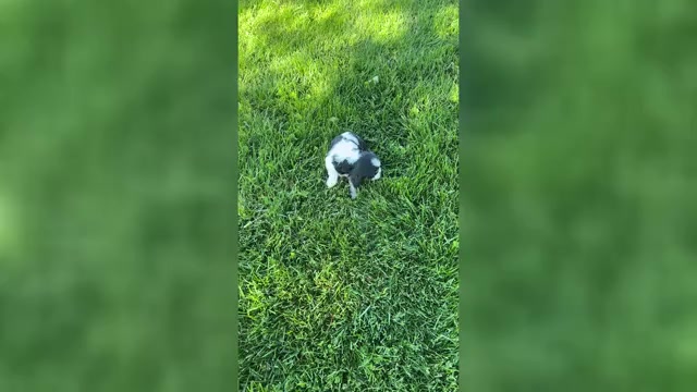 Video preview image #1 Cavalier King Charles Spaniel Puppy For Sale in NILES, MI, USA