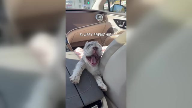 Video preview image #1 French Bulldog Puppy For Sale in PLAYA VISTA, CA, USA