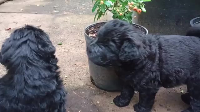 Video preview image #3 Chinese Shar-Pei-Poodle (Standard) Mix Puppy For Sale in PORTLAND, OR, USA