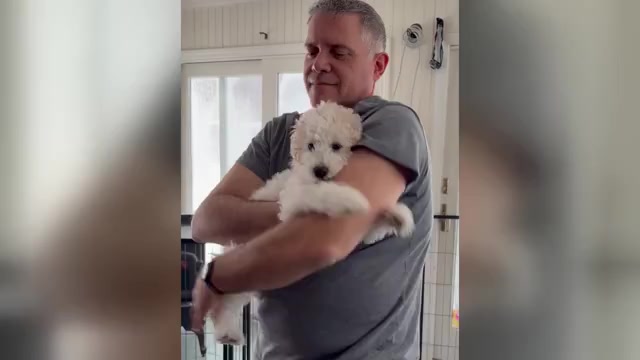 Video preview image #3 Poochon Puppy For Sale in AUBURN, MA, USA