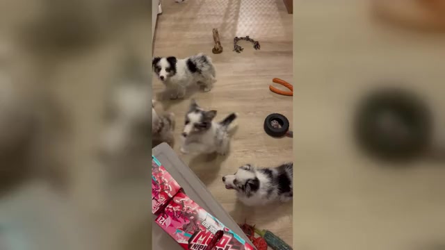 Video preview image #1 Shetland Sheepdog Puppy For Sale in FORT MORGAN, CO, USA