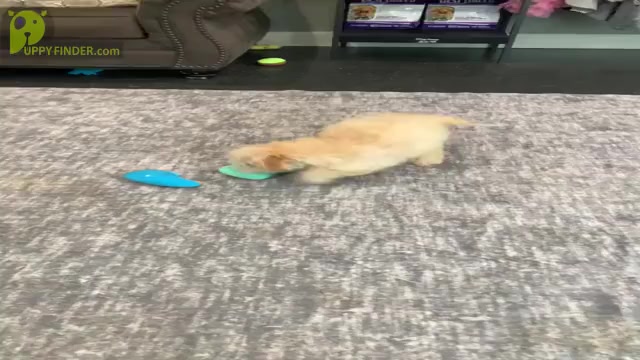 Video preview image #4 Maltipoo Puppy For Sale in WARSAW, IN, USA