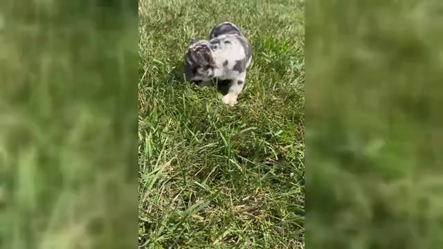 Video preview image #1 French Bulldog Puppy For Sale in WARSAW, IN, USA