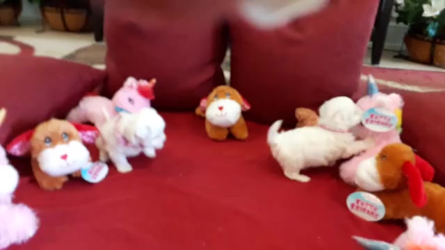 Video preview image #3 Maltese Puppy For Sale in CLERMONT, FL, USA