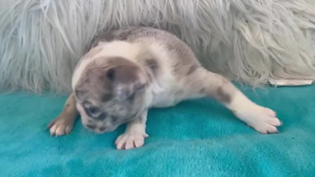 Video preview image #5 English Bulldog Puppy For Sale in HOUSTON, TX, USA