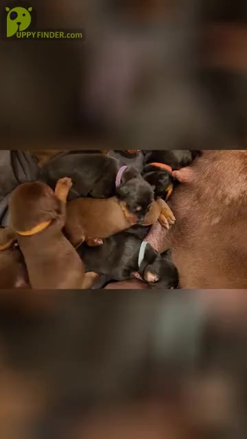 Video preview image #5 Doberman Pinscher Puppy For Sale in RIVERSIDE, CA, USA