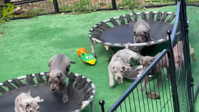 Video preview image #2 Great Dane Puppy For Sale in IDAHO FALLS, ID, USA