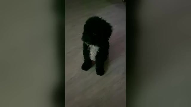 Video preview image #1 Poodle (Miniature) Puppy For Sale in MATTOON, IL, USA