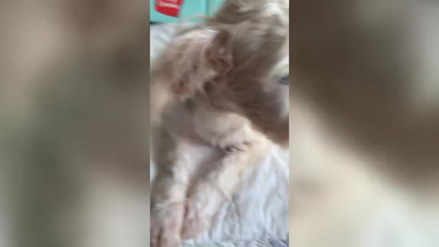 Video preview image #1 Chonzer Puppy For Sale in MORENO VALLEY, CA, USA