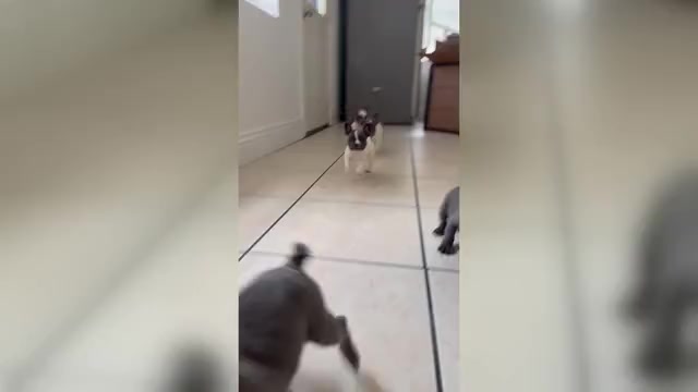 Video preview image #1 French Bulldog Puppy For Sale in RIVERSIDE, CA, USA
