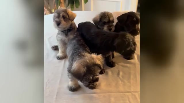 Video preview image #1 Schnauzer (Miniature) Puppy For Sale in MURFREESBORO, TN, USA