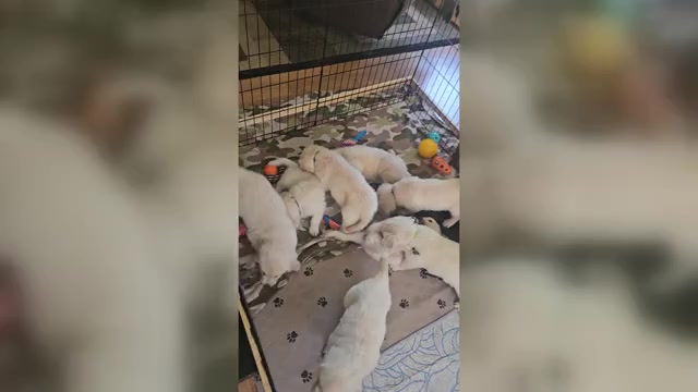 Video preview image #1 English Cream Golden Retriever Puppy For Sale in BROWNSTOWN, MI, USA