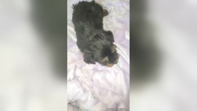 Video preview image #8 Yorkshire Terrier Puppy For Sale in AKRON, OH, USA