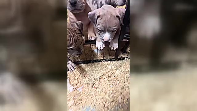 Video preview image #2  Breeder Profile in CHARLOTTE, NC, USA