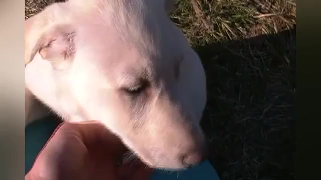 Video preview image #1 German Shepherd Dog Puppy For Sale in PIEDMONT, MO, USA