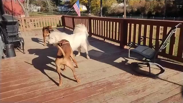 Video preview image #4  Breeder Profile in ONEIDA, TN, USA