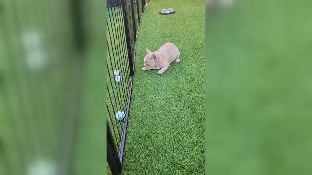 Video preview image #3 French Bulldog Puppy For Sale in LAS VEGAS, NV, USA