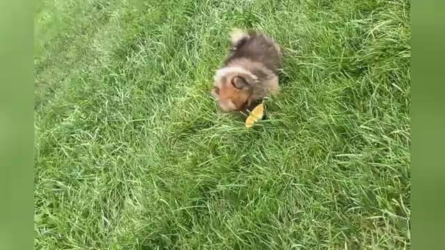 Video preview image #1 Pomeranian Puppy For Sale in WARSAW, IN, USA