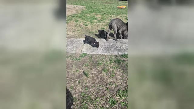 Video preview image #22 Cane Corso Puppy For Sale in COLUMBIA, SC, USA