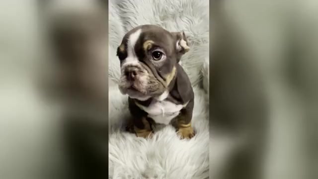 Video preview image #1  Breeder Profile in CLEVELAND, OH, USA