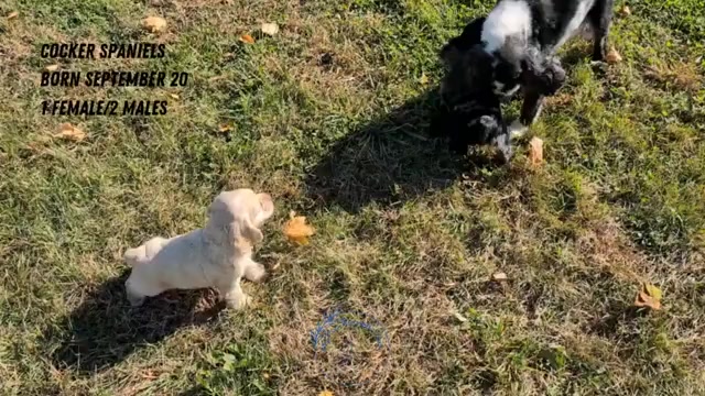 Video preview image #3 Cocker Spaniel Puppy For Sale in GOSHEN, IN, USA