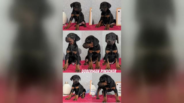 Video preview image #3 Doberman Pinscher Puppy For Sale in GOSHEN, IN, USA