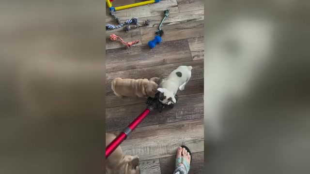 Video preview image #2 French Bulldog Puppy For Sale in PERRIS, CA, USA