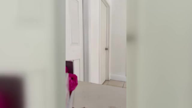 Video preview image #6 French Bulldog Puppy For Sale in RIVERSIDE, CA, USA