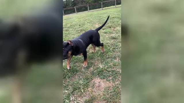 Video preview image #2 American Bully Puppy For Sale in FRANKLIN, KY, USA