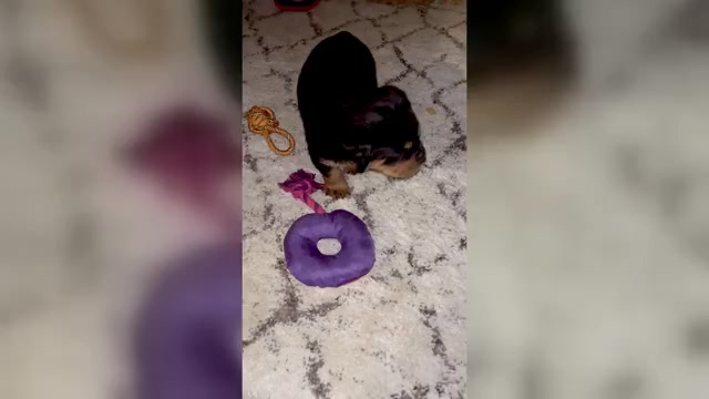 Video preview image #3 Rottweiler Puppy For Sale in BULLS GAP, TN, USA