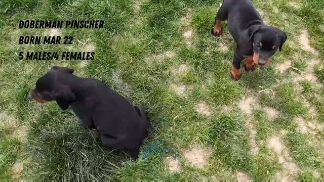 Video preview image #3 Doberman Pinscher Puppy For Sale in GOSHEN, IN, USA