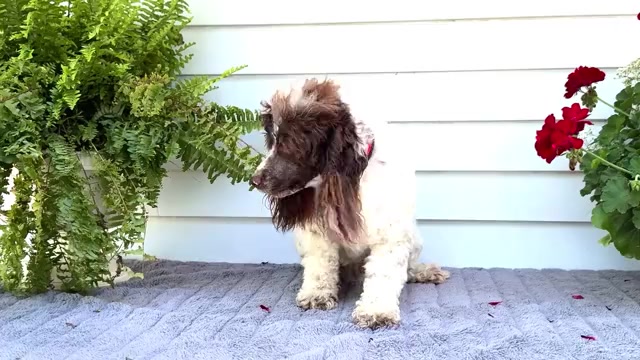 Video preview image #1 Cockapoo Puppy For Sale in WAKARUSA, IN, USA