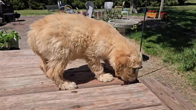 Video preview image #1 Goldendoodle Puppy For Sale in LEON, KS, USA