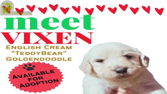 Video preview image #4  Breeder Profile in BROOMFIELD, CO, USA