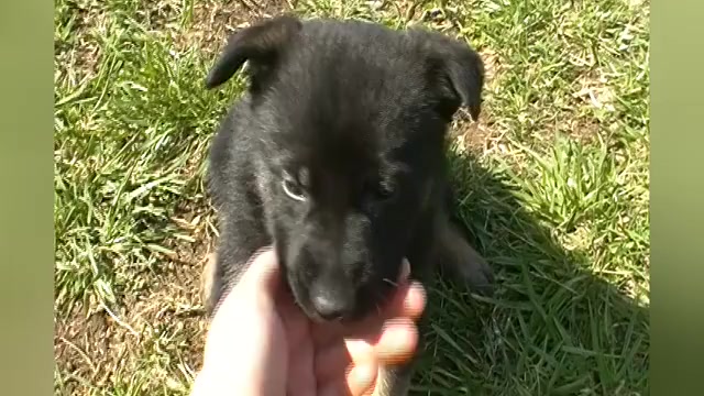 Video preview image #1 German Shepherd Dog Puppy For Sale in PIEDMONT, MO, USA