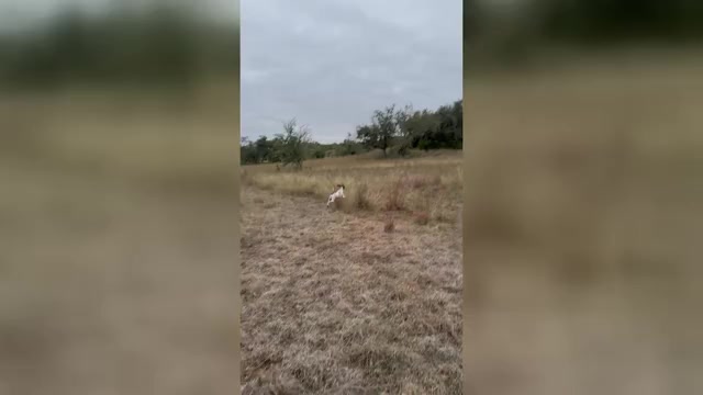 Video preview image #2  Breeder Profile in DRIPPING SPRINGS, TX, USA