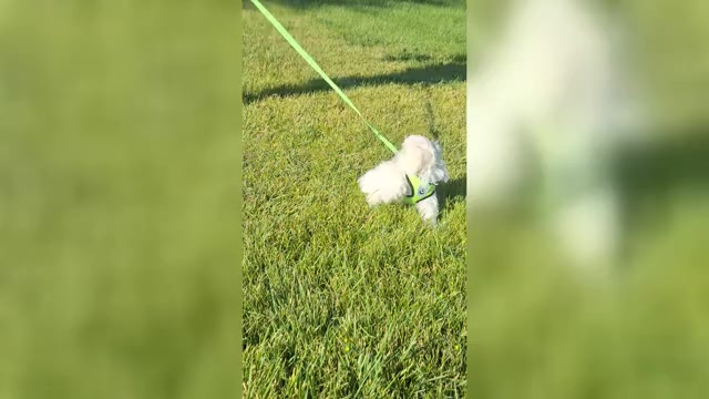 Video preview image #1 Maltese Puppy For Sale in BEAR RIVER, WY, USA
