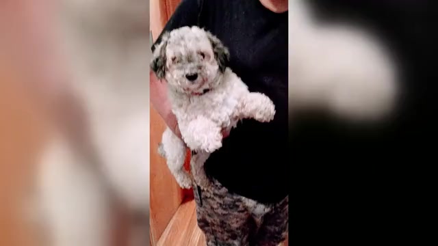 Video preview image #2  Breeder Profile in AKRON, OH, USA