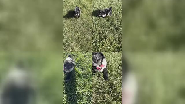 Video preview image #1 Poodle (Toy) Puppy For Sale in WARSAW, IN, USA