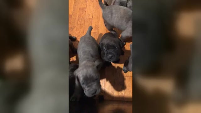 Video preview image #1 Cane Corso Puppy For Sale in JERSEY CITY, NJ, USA