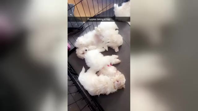 Video preview image #12 Maltipoo (Miniature) Puppy For Sale in HIGH POINT, NC, USA