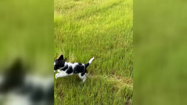 Video preview image #2 Miniature Bernedoodle Puppy For Sale in LONGMONT, CO, USA