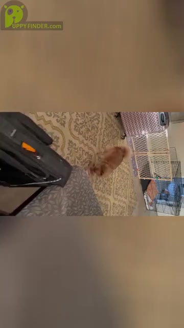 Video preview image #1 Chiranian Puppy For Sale in ATLANTA, GA, USA