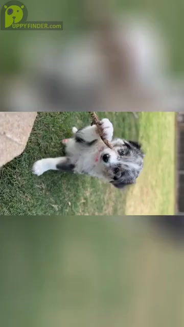 Video preview image #2 Australian Shepherd Puppy For Sale in LUBBOCK, TX, USA