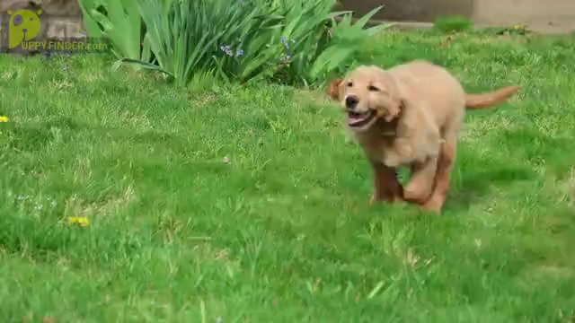 Video preview image #1 Golden Irish Puppy For Sale in JONES, MI, USA