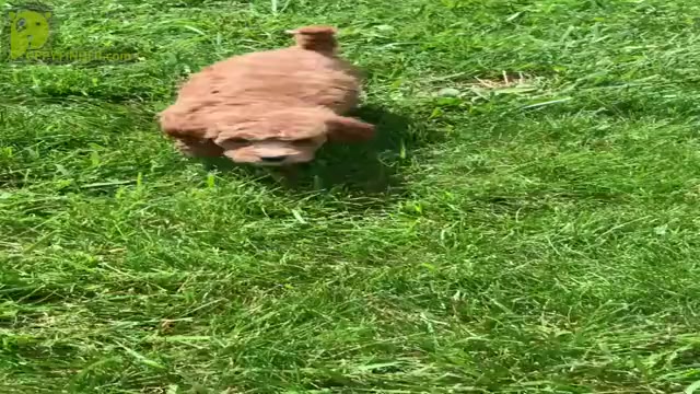 Video preview image #13 Goldendoodle (Miniature) Puppy For Sale in WARSAW, IN, USA