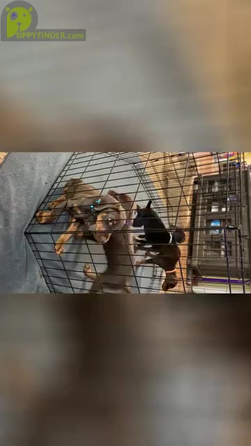 Video preview image #1  Breeder Profile in PROSPERITY, SC, USA